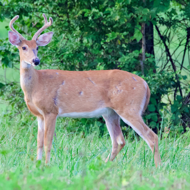 "Young Buck" stock image