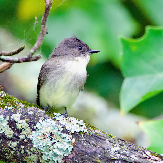 "Eastern Phoebe" stock image