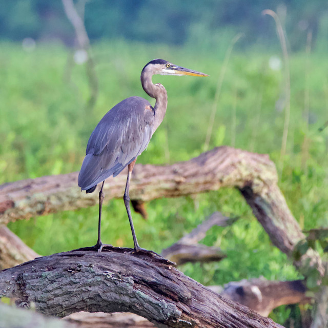 "Great Blue Heron" stock image