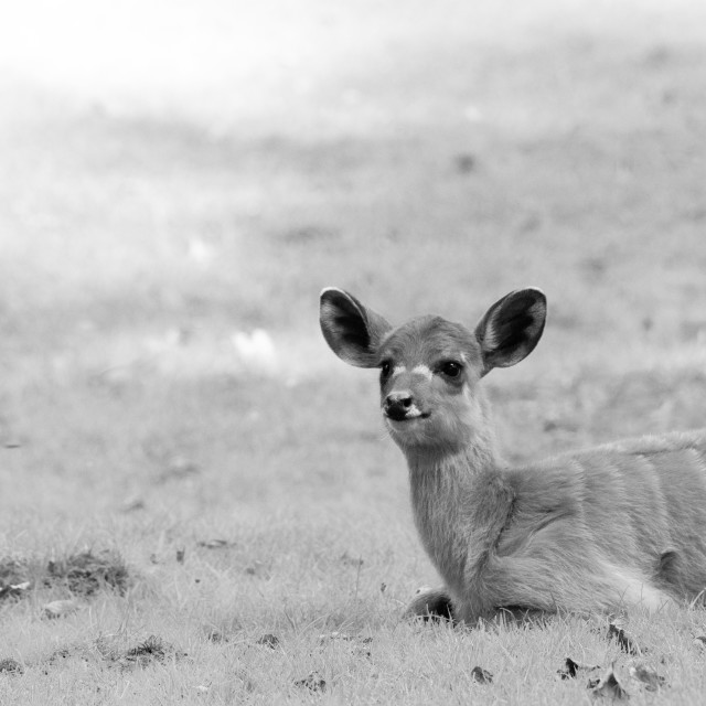 "Sitatoenga antilope" by Anja Wessels Photography - £10.00 "Sitatoenga antilope" stock image