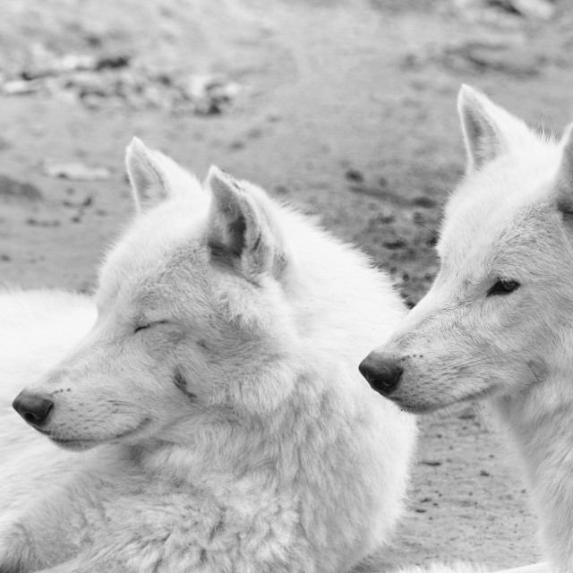 "Hudson-Bay-Wolfs" by Anja Wessels Photography - £10.00 "Hudson-Bay-Wolfs" stock image
