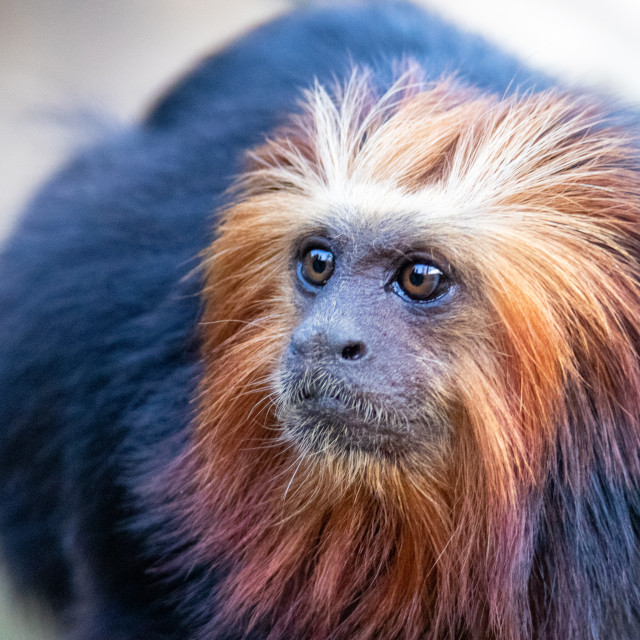 "Golden-headed lion tamarin" by Anja Wessels Photography - £10.00 "Golden-headed lion tamarin" stock image