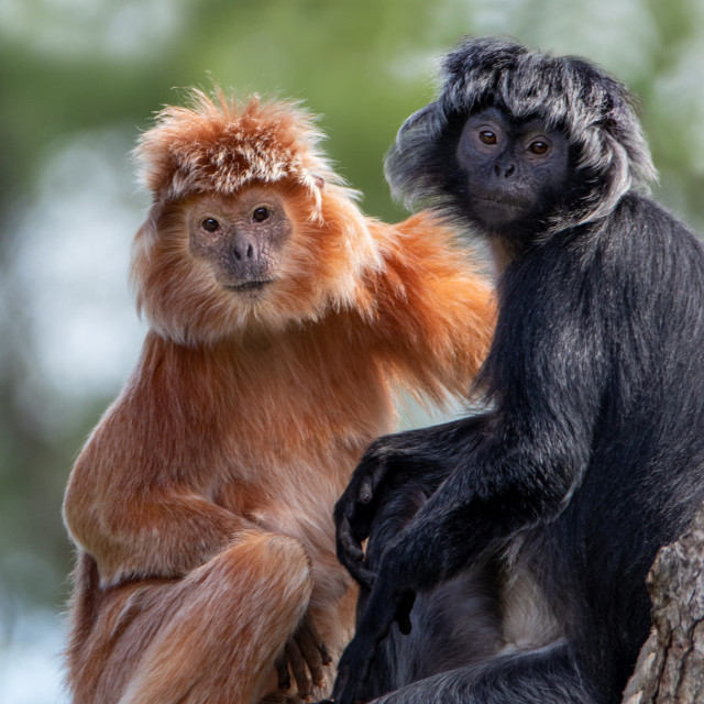 "Javan Lutung" by Anja Wessels Photography - £10.00 "Javan Lutung" stock image