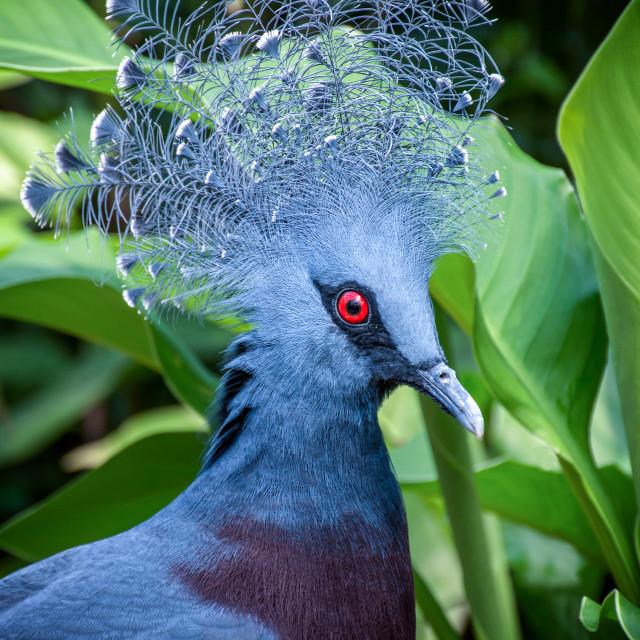 "Western crowned pigeon" by Anja Wessels Photography - £10.00 "Western crowned pigeon" stock image