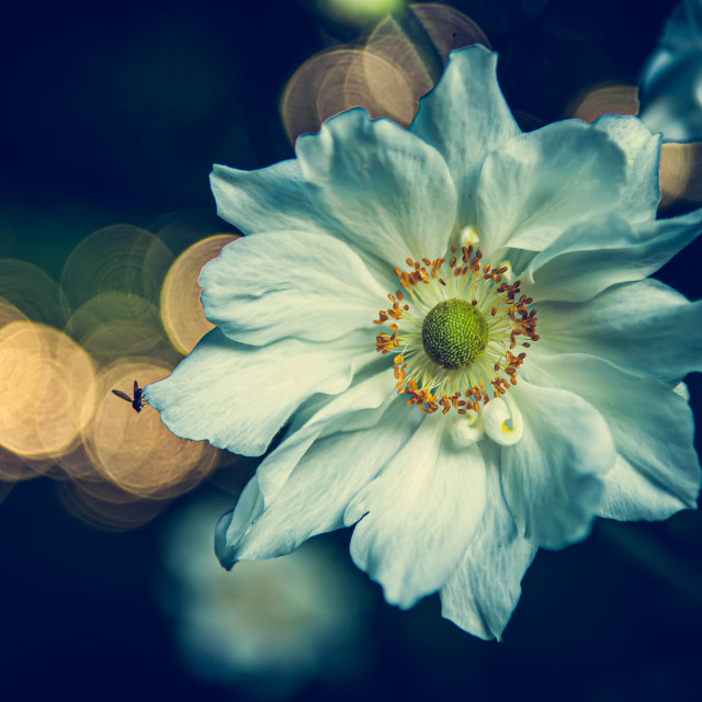 "Windflower" stock image