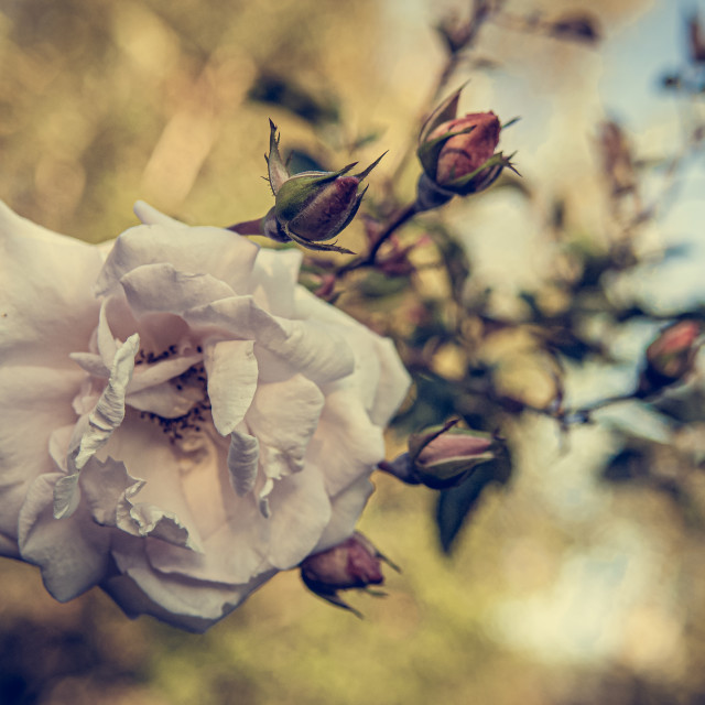 "New Dawn Rose" by Stig Cooper - $36.72 "New Dawn Rose" stock image