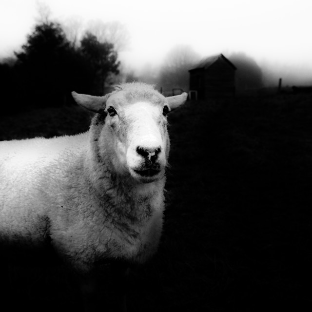 "Sheep" by Stig Cooper - $36.72 "Sheep" stock image