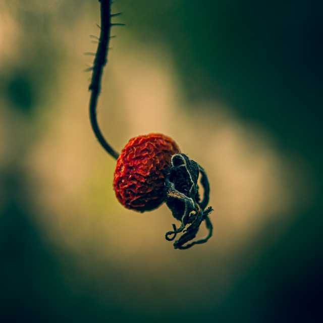 "Rose hip detail" stock image