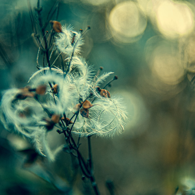 "Clematis seed" stock image