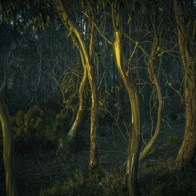 "Stunted Highland trees" stock image