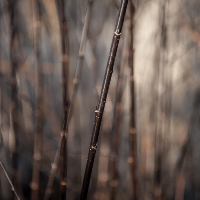 "Black Bamboo" stock image