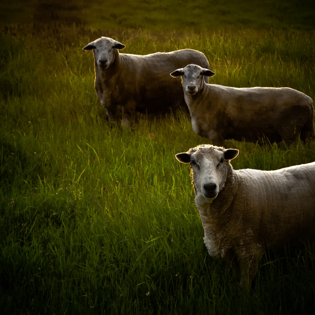 "Threesome" by Stig Cooper - $36.72 "Threesome" stock image