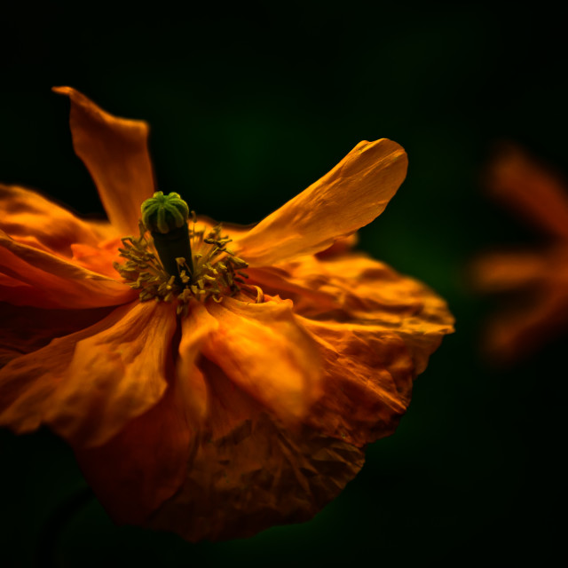 "Poppy Perfection" stock image