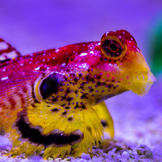 "Ruby Red Dragonet (Synchiropus sycorax)" stock image