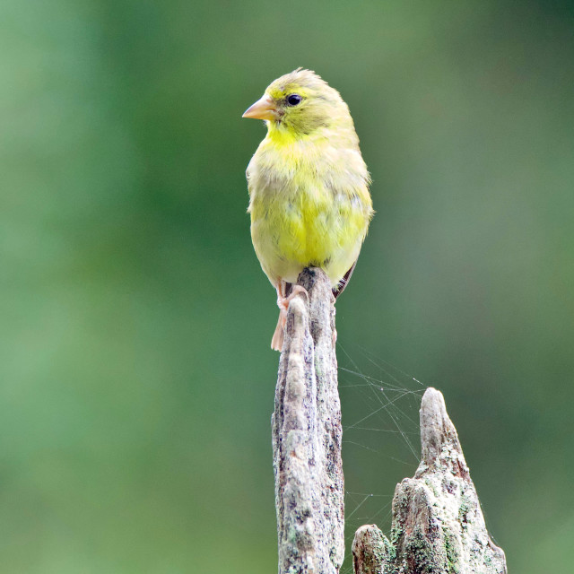 "Goldfinch" stock image