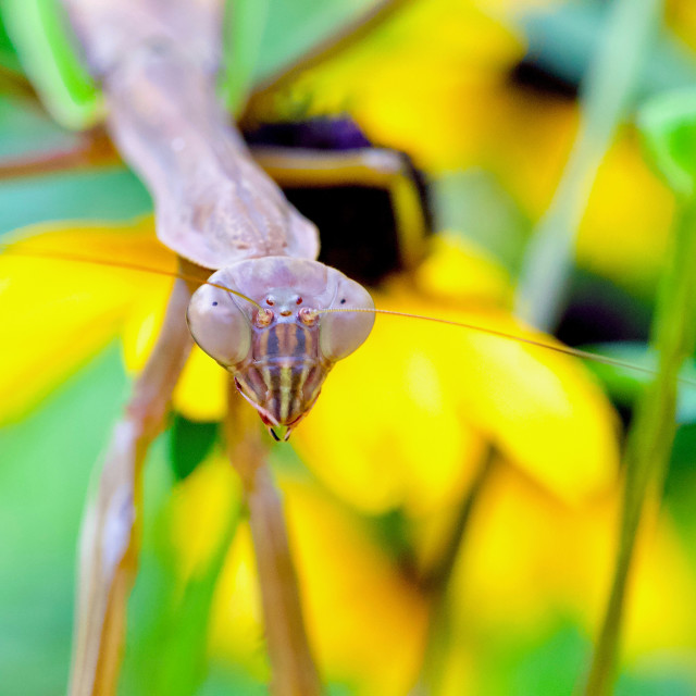 "Praying Mantis" stock image