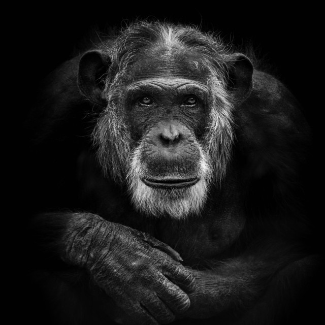 "Mike (staand/portrait)" by Anja Wessels Photography - £22.00 "Mike (staand/portrait)" stock image