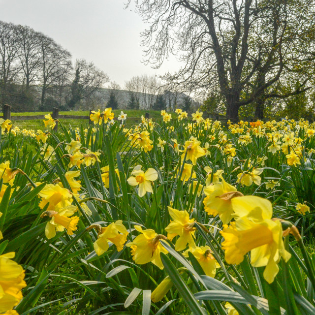 "A Sea Of Daffodils" stock image