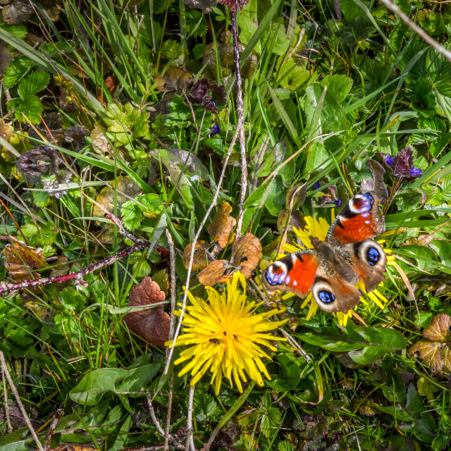 "A Resting Butterfly" stock image