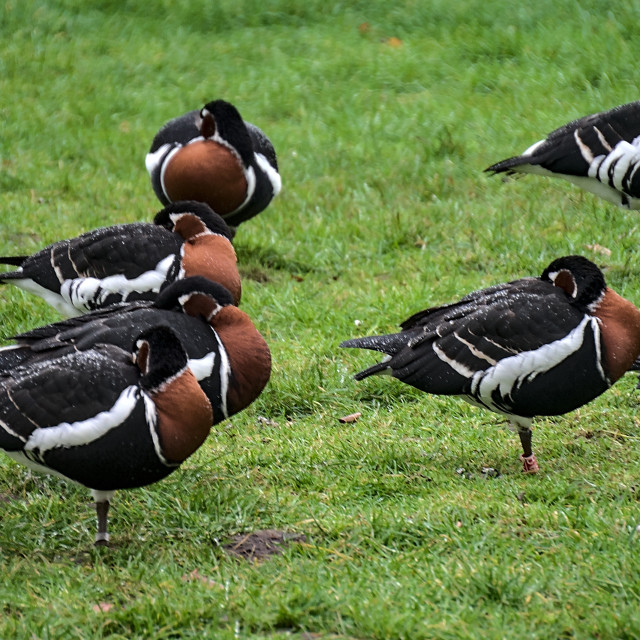 "Group of ducks" stock image