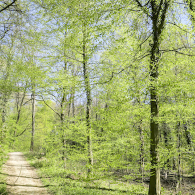 "beech trees in spring" stock image