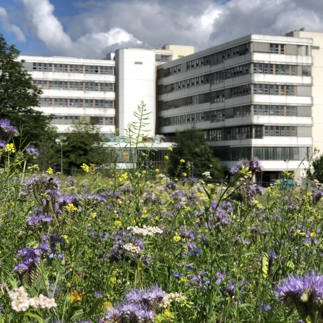 "flowering meadow" stock image