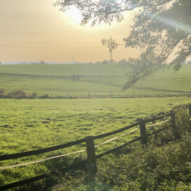 "meadow in the evening light" stock image