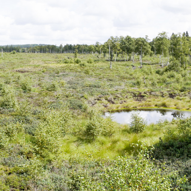 "Panoramic View of Meckelnbruch Moor restored to natural state" stock image