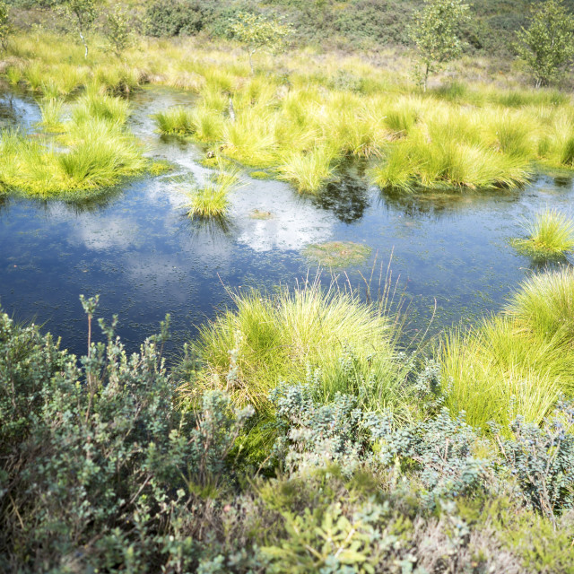 "Moor restored to natural state" stock image