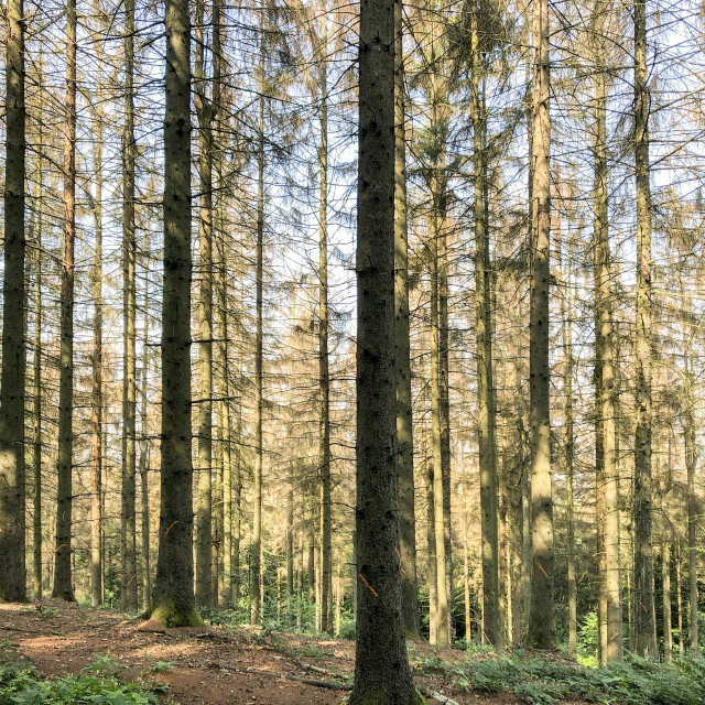 "abgestorbene Fichten im Teutoburger Wald" stock image