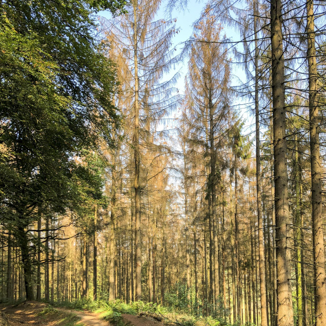 "abgestorbene Fichten im Teutoburger Wald" stock image