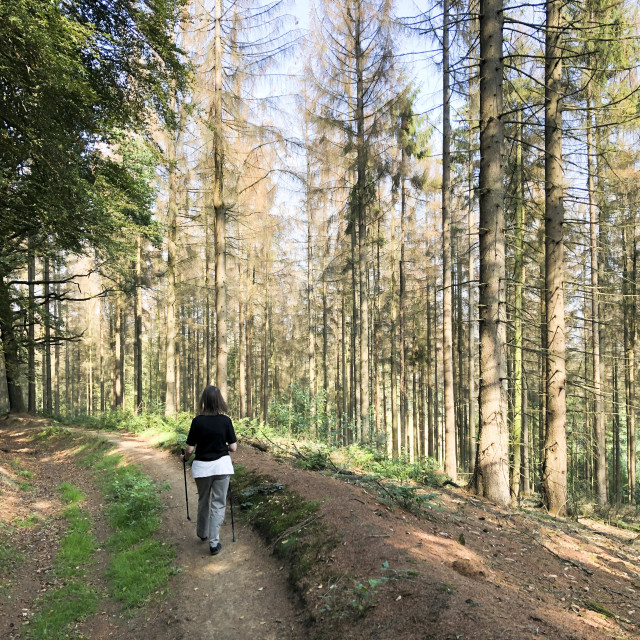 "abgestorbene Fichten im Teutoburger Wald" stock image