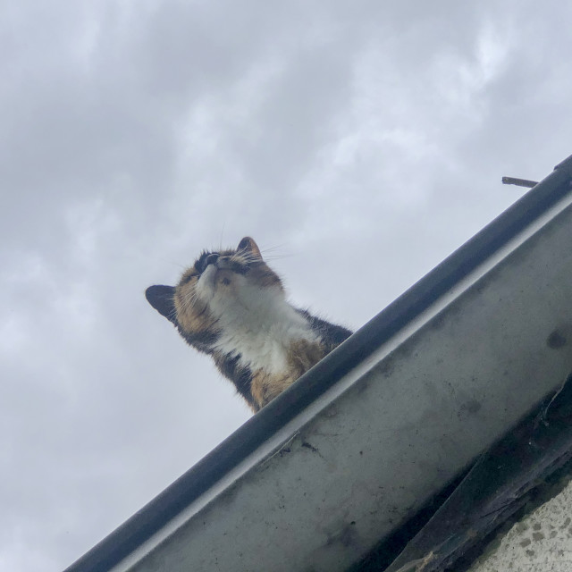 "cat on a roof" stock image