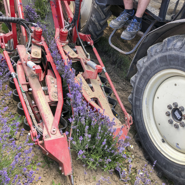 "Lavender Harvest" stock image