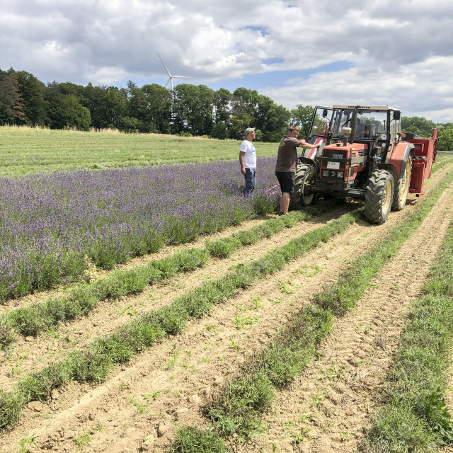 "Lavender Harvest" stock image