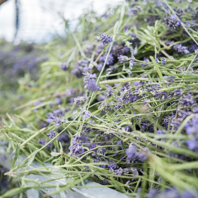 "oragnic lavender harvest" stock image