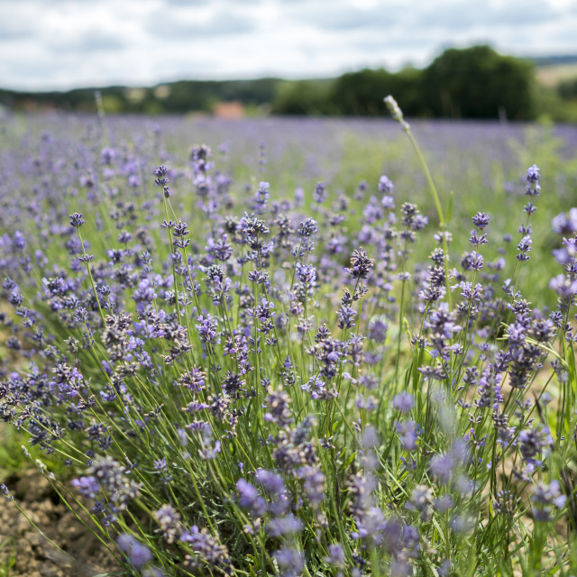 "oragnic lavender harvest" stock image