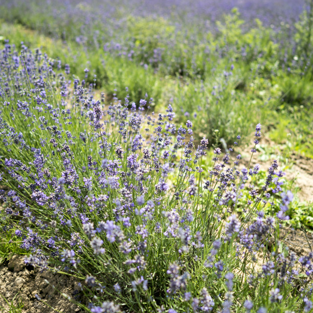 "oragnic lavender harvest" stock image