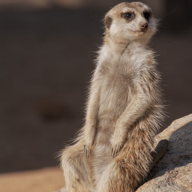 "Meerkat" by Bobb Strongman - £20.00 "Meerkat" stock image