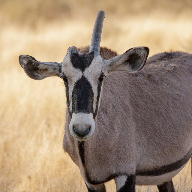 "South African Oryx / Gemsbok (Oryx gazella)" by Bobb Strongman - £20.00 "South African Oryx / Gemsbok (Oryx gazella)" stock image