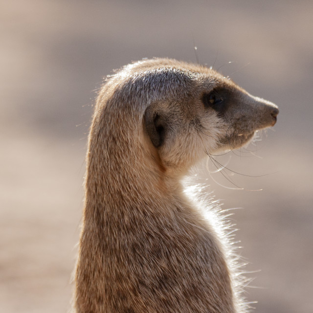 "Meerkat" by Bobb Strongman - £20.00 "Meerkat" stock image