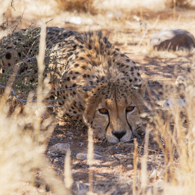 "Cheetah" by Bobb Strongman - £20.00 "Cheetah" stock image