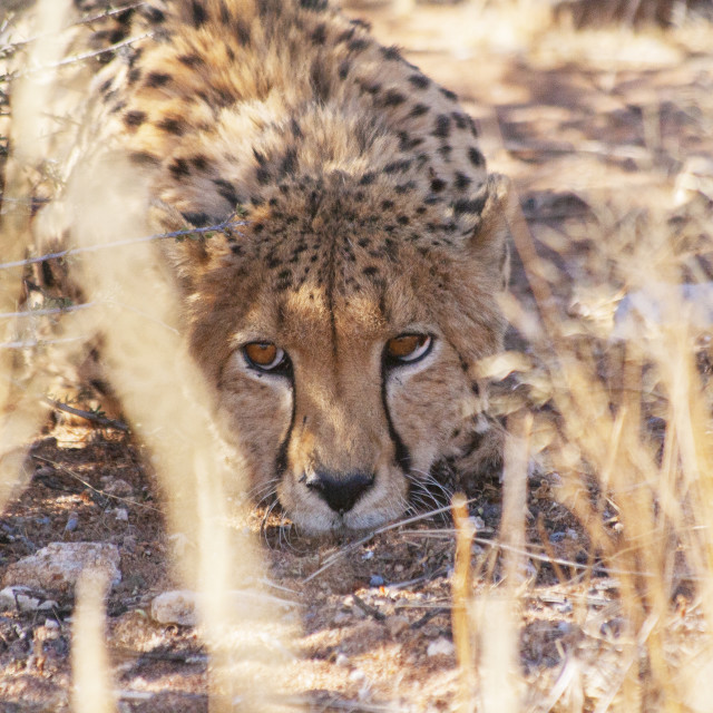 "Cheetah" by Bobb Strongman - £20.00 "Cheetah" stock image