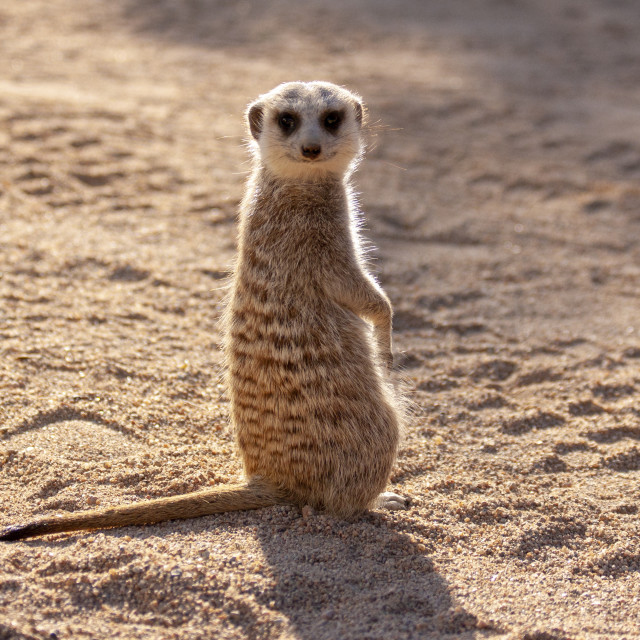 "Meerkat" by Bobb Strongman - £20.00 "Meerkat" stock image