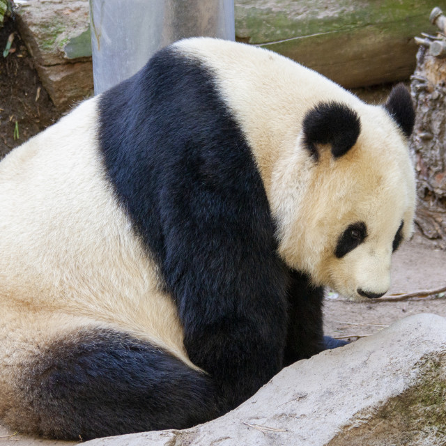 "Giant Panda" by Bobb Strongman - £20.00 "Giant Panda" stock image