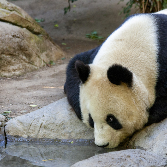 "Giant Panda" by Bobb Strongman - £20.00 "Giant Panda" stock image