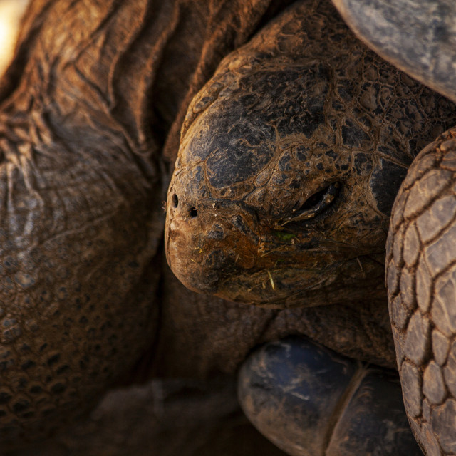 "Giant Tortoise" by Bobb Strongman - £20.00 "Giant Tortoise" stock image
