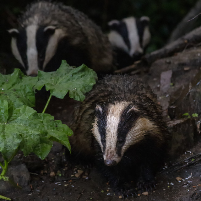 "Three Badgers" by Bobb Strongman - £20.00 "Three Badgers" stock image