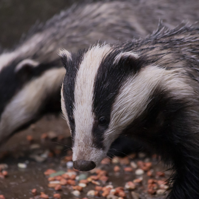 "Two Badgers" by Bobb Strongman - £20.00 "Two Badgers" stock image