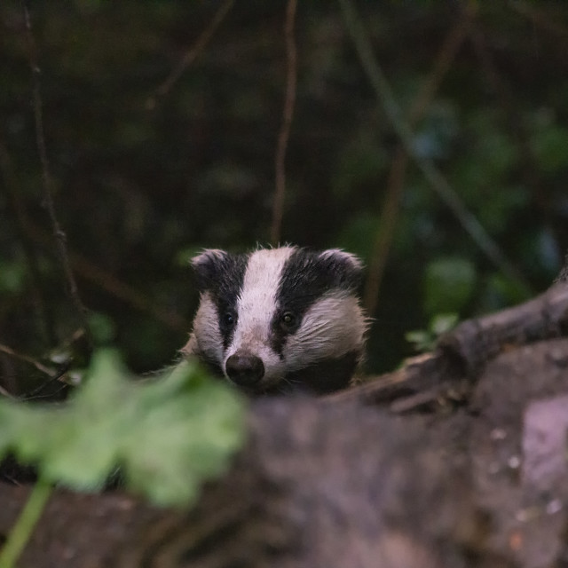 "European Badger" by Bobb Strongman - £20.00 "European Badger" stock image